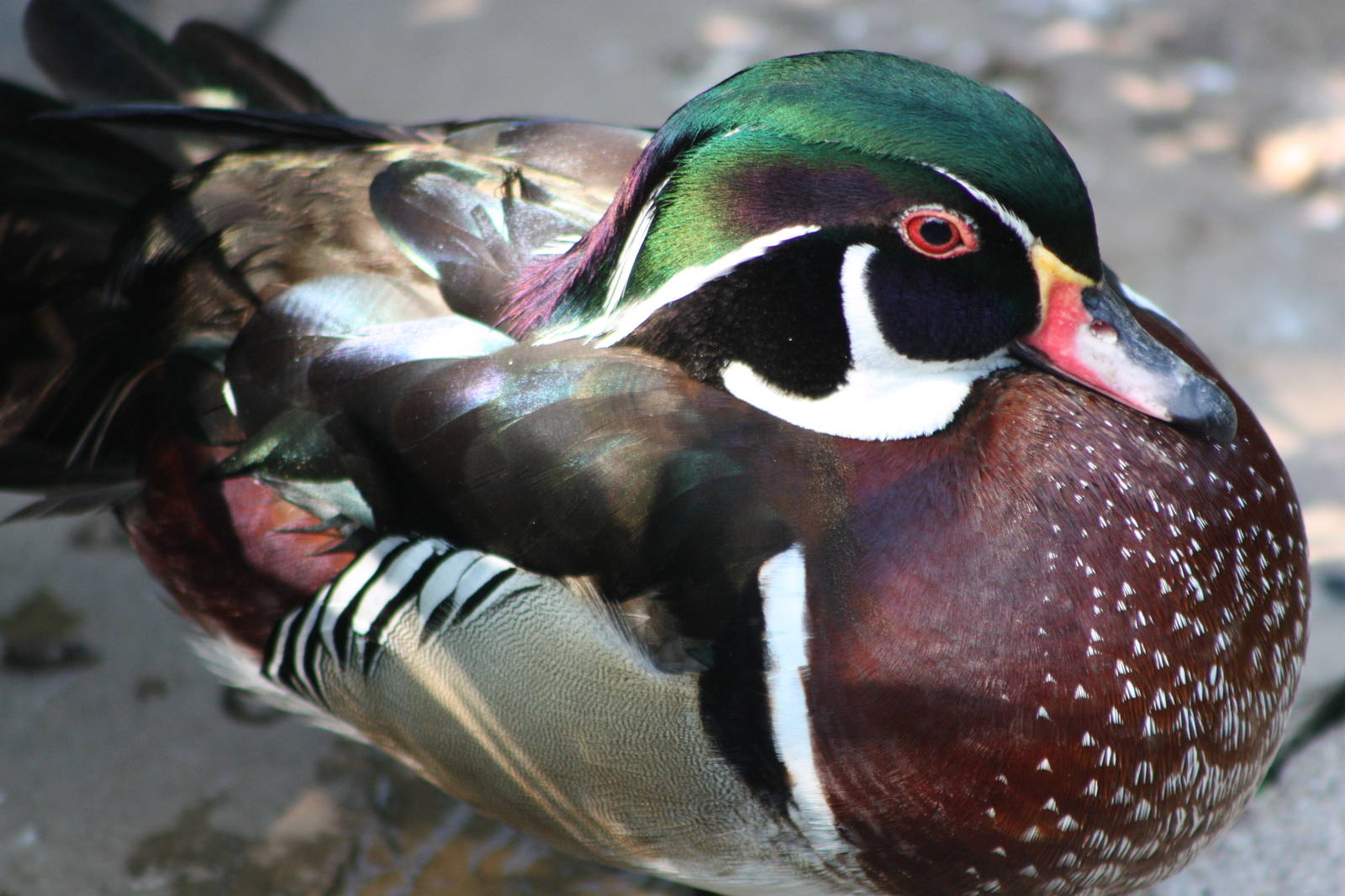 Carolina drake, 1st June 2014