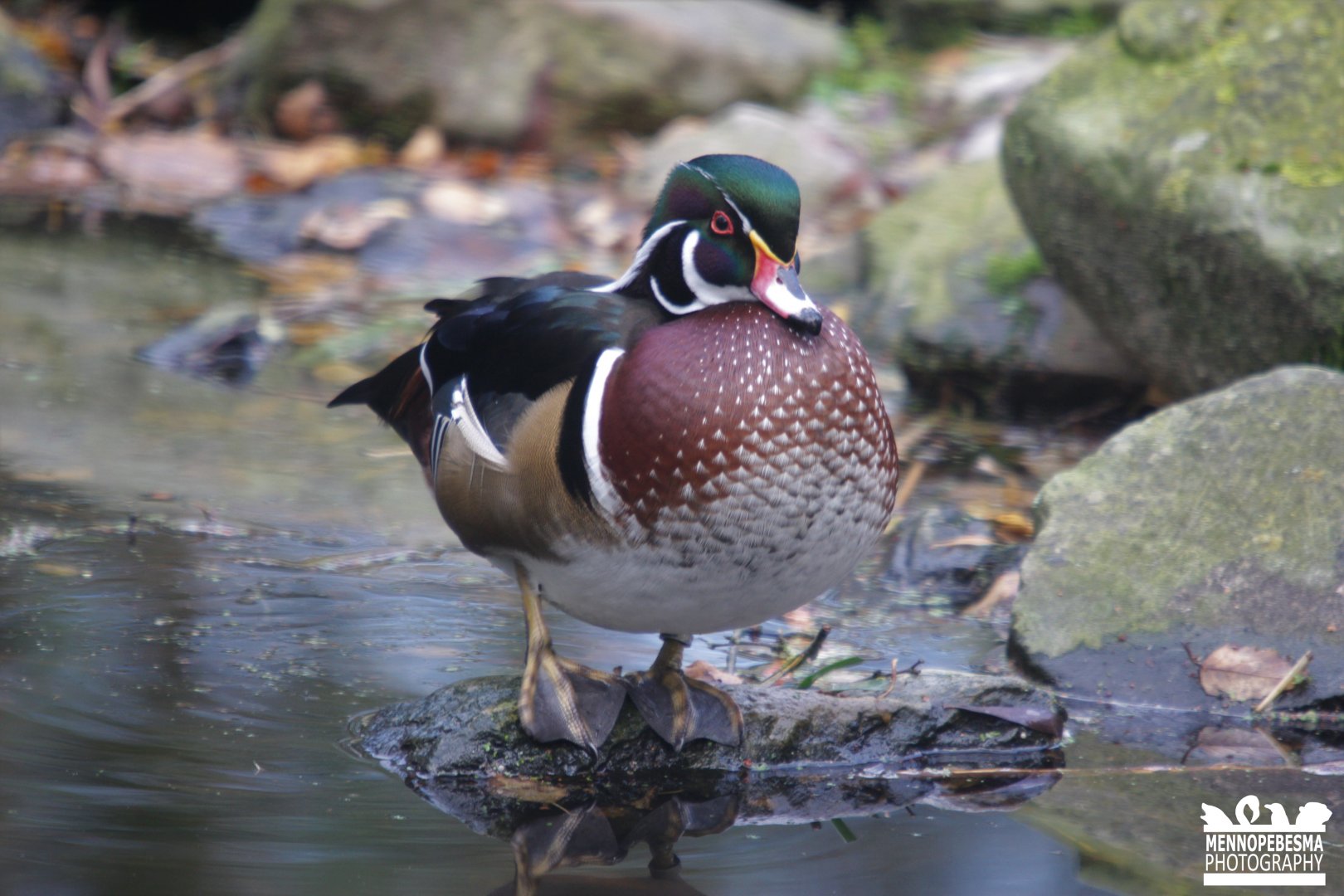 Carolina duck (Aix sponsa)