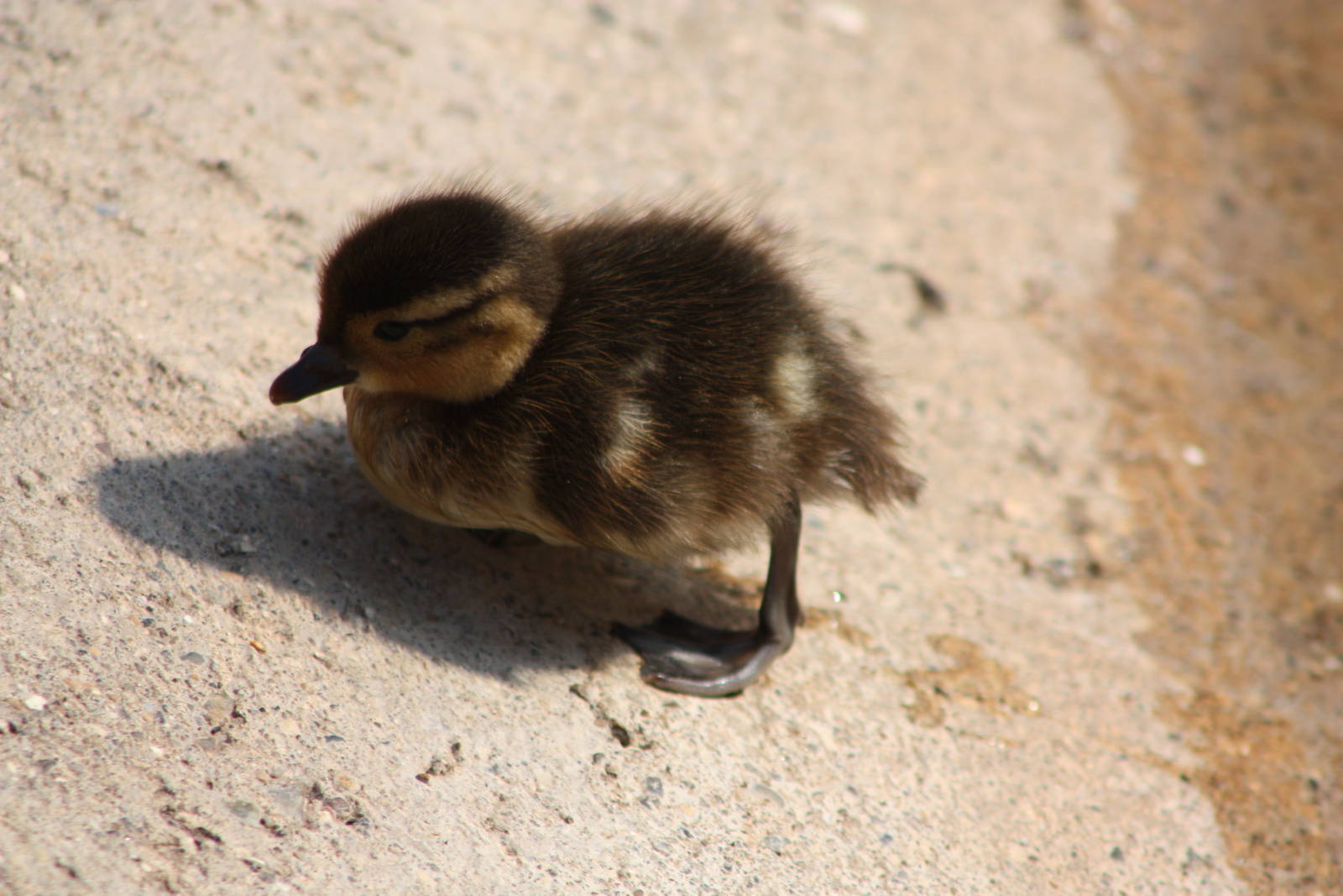Carolina duckling, 18th May 2014