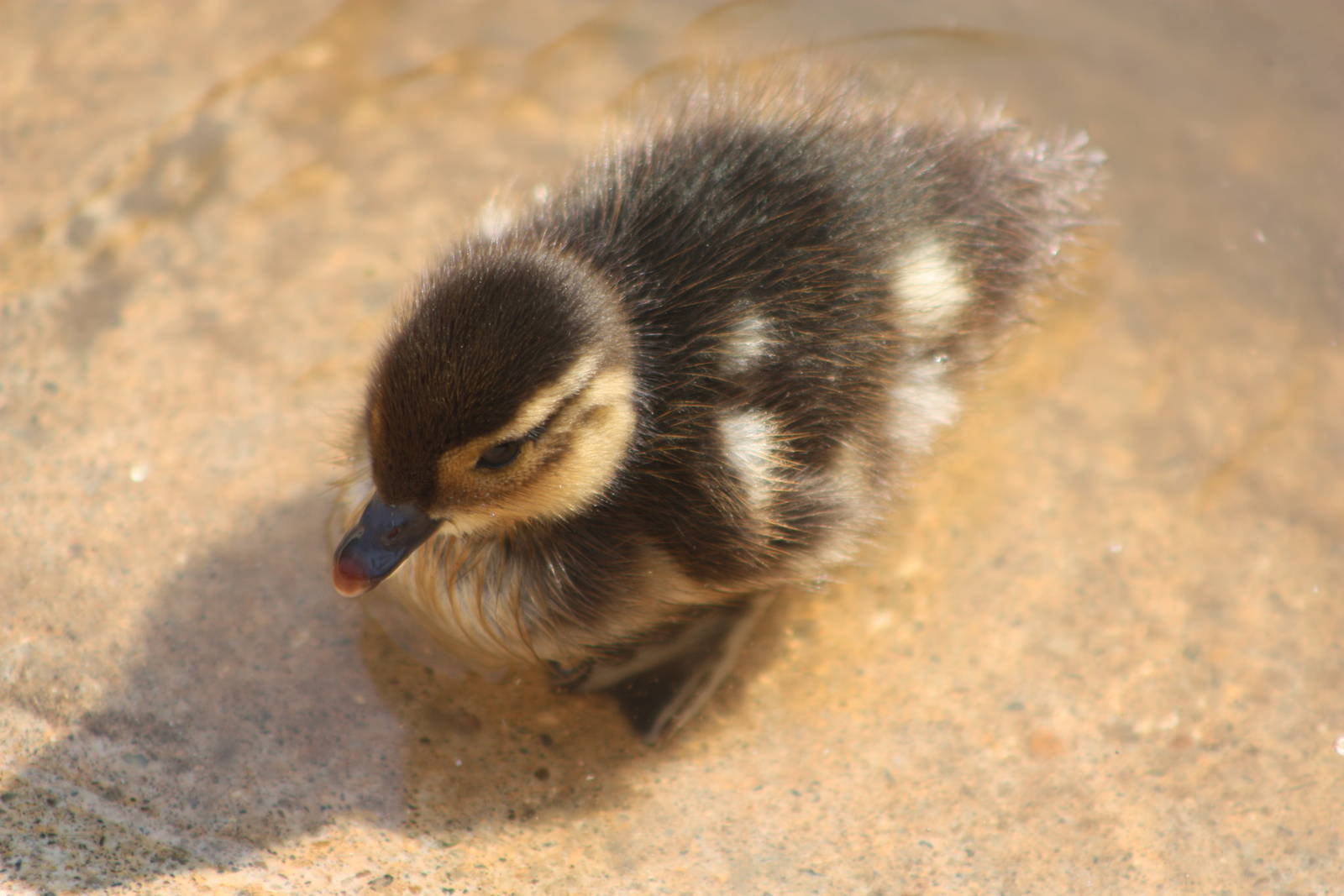 Carolina duckling, 18th May 2014