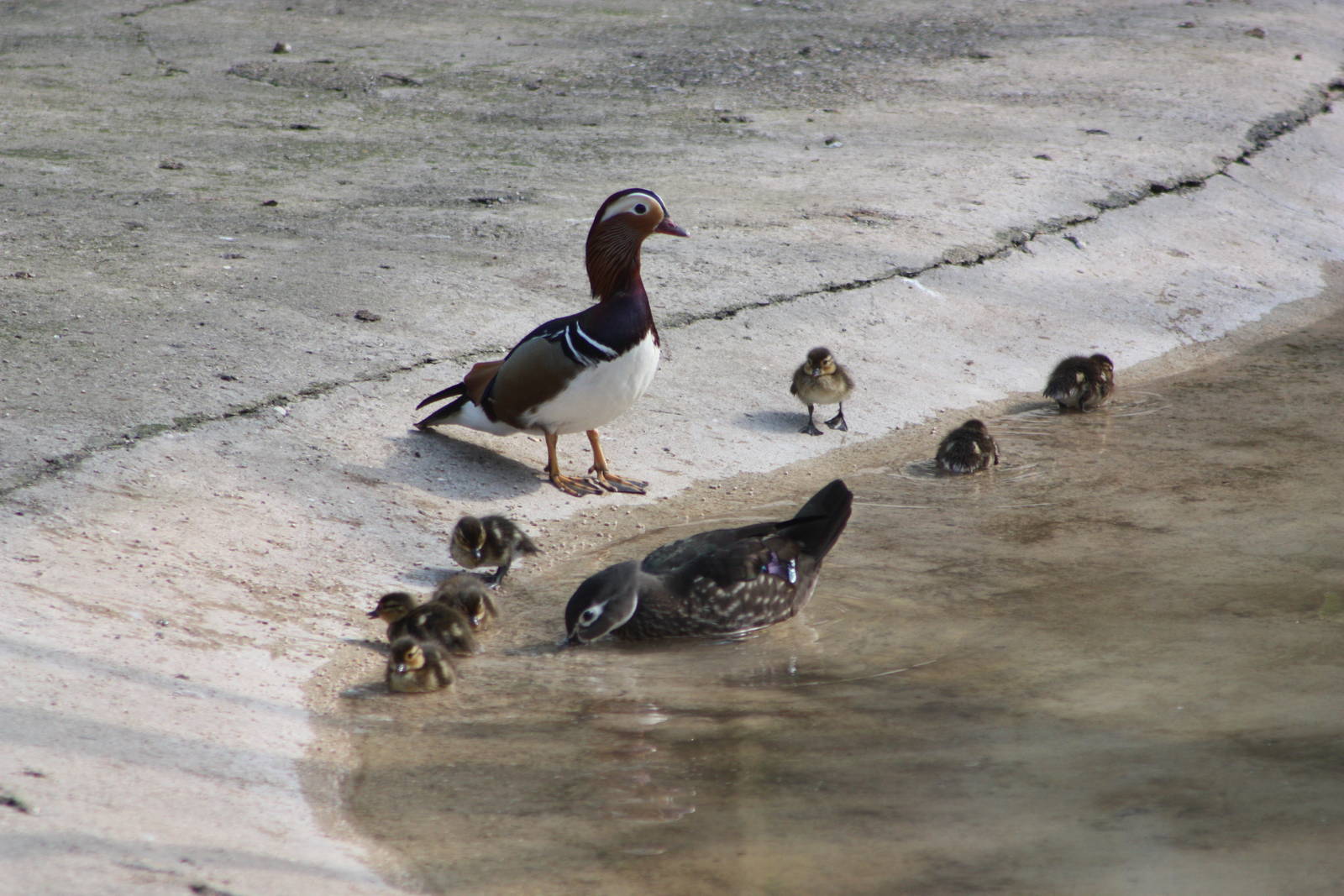 Carolina ducklings with mother and....stepfather? 16th May 2014