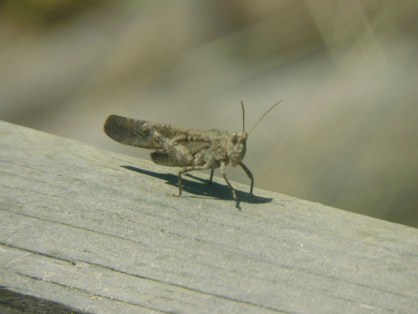 Carolina grasshopper