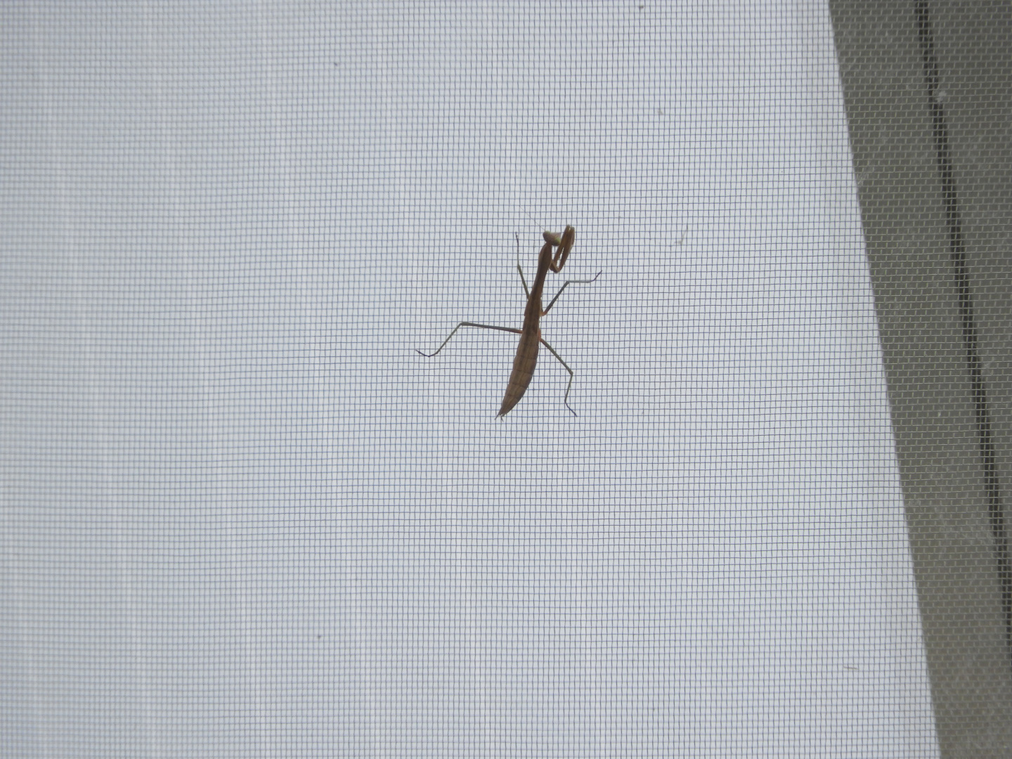 Carolina Mantis (Stagmomantis carolina)