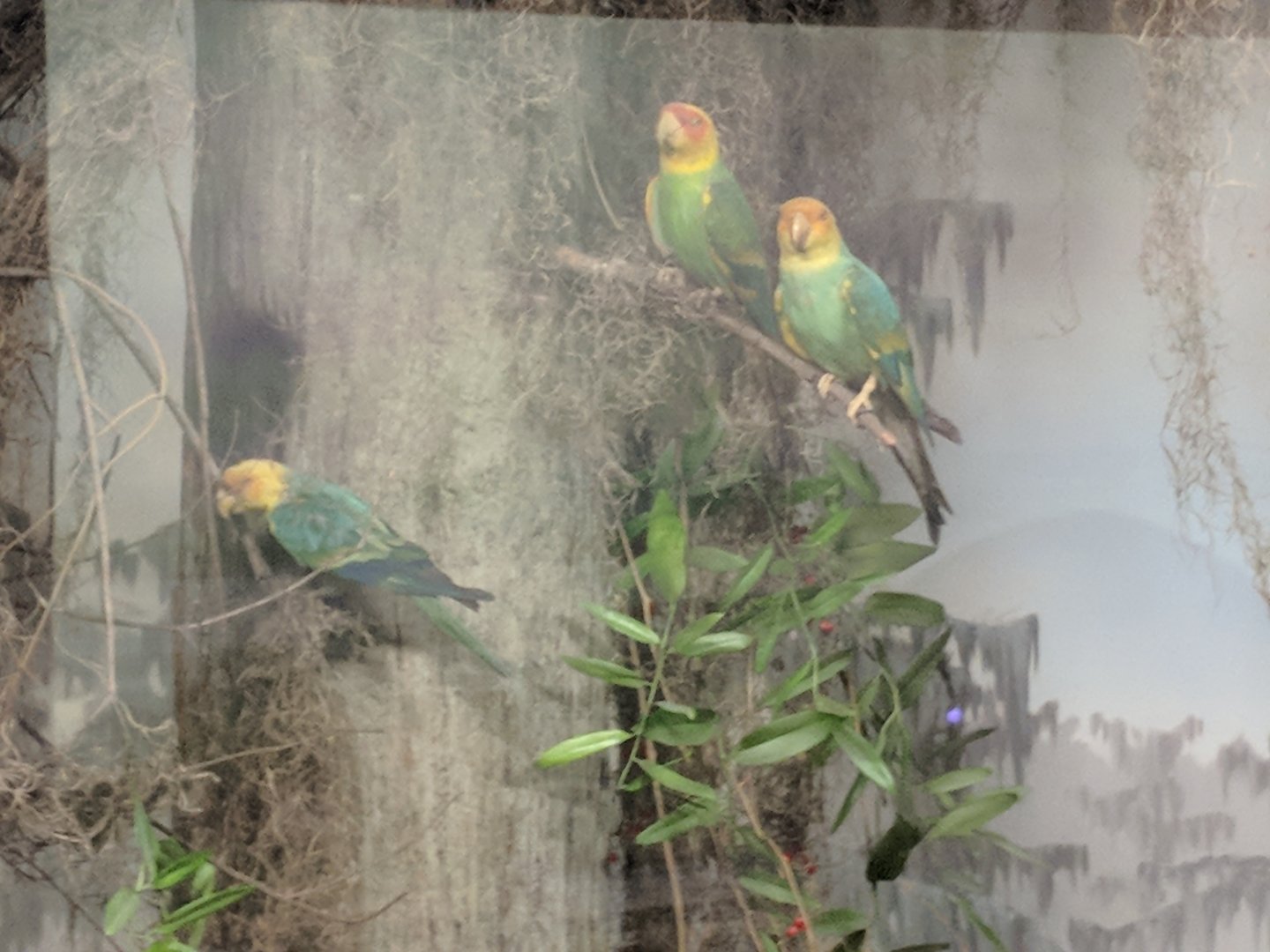 Carolina parakeet (Conuropsis carolinensis)