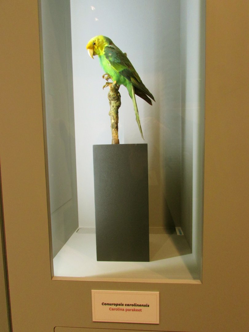 Carolina Parakeet