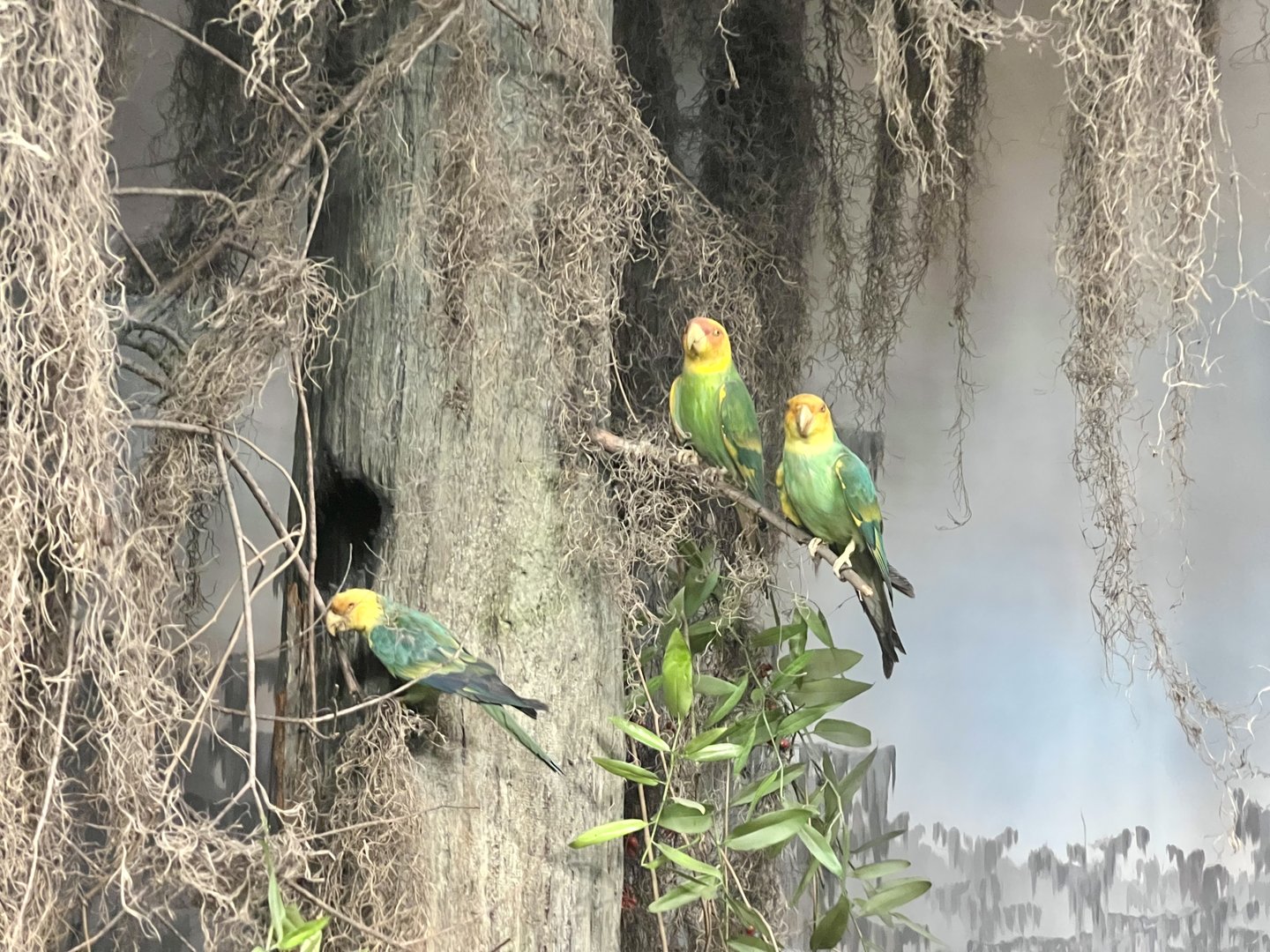 Carolina Parakeets