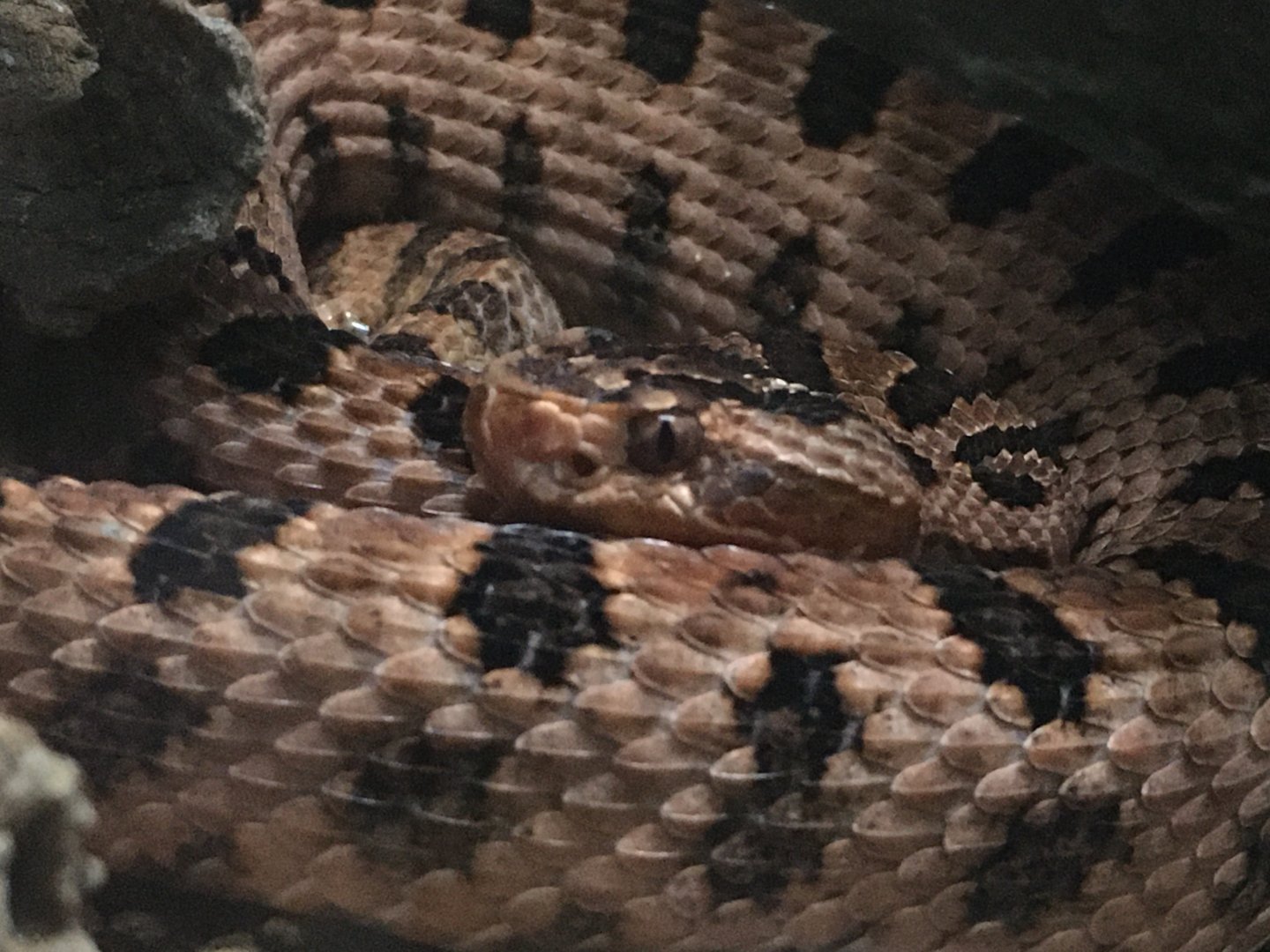 Carolina Pygmy Rattlesnake (Sistrurus miliarius miliarius)