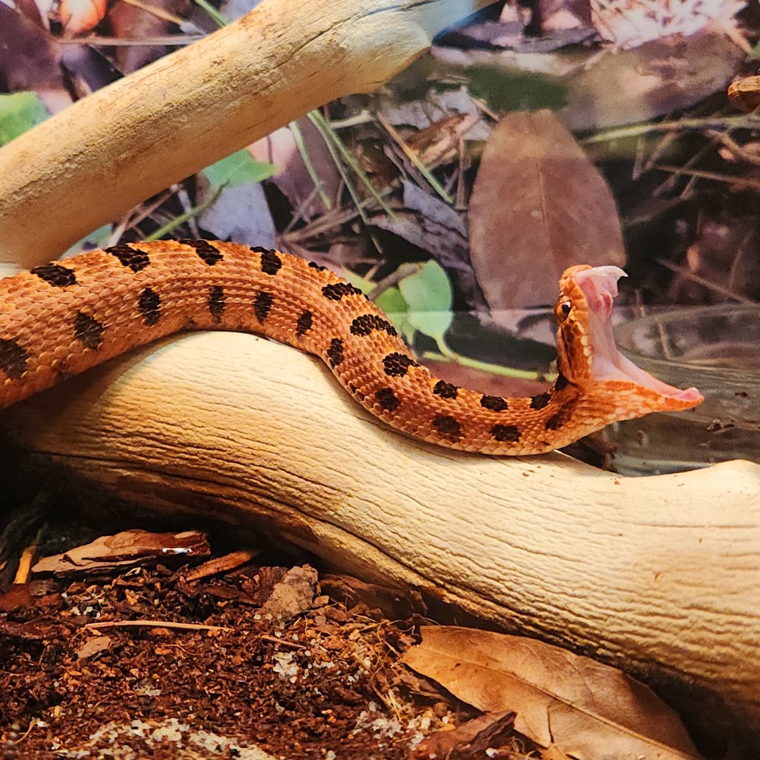 Carolina Pygmy Rattlesnake (Sistrurus miliarius miliarius)