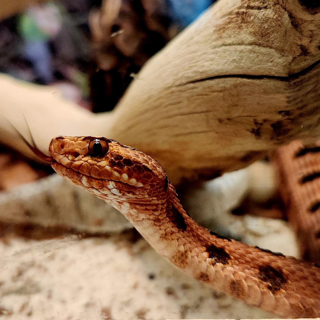Carolina Pygmy Rattlesnake (Sistrurus miliarius miliarius)