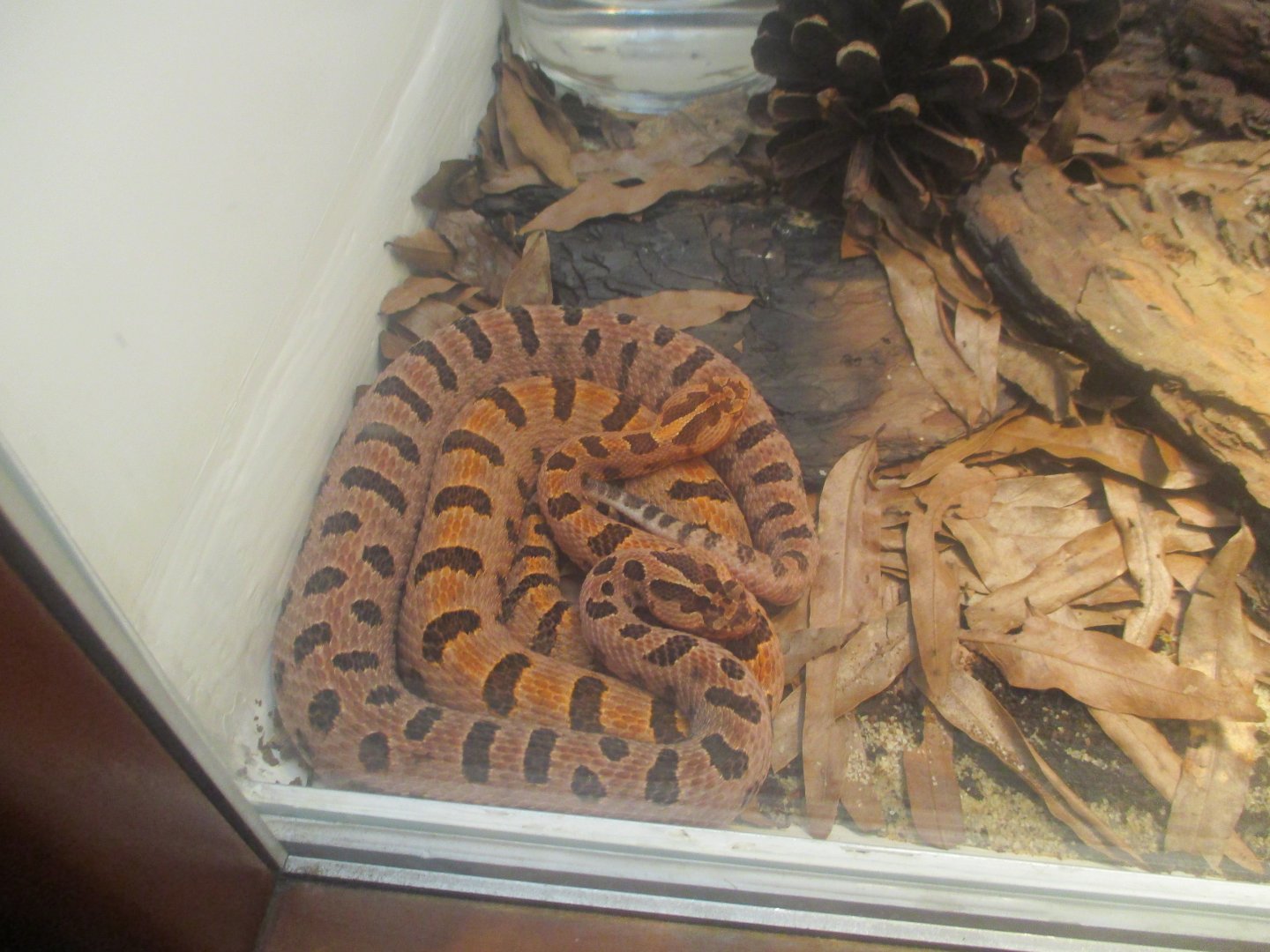 Carolina pygmy rattlesnake