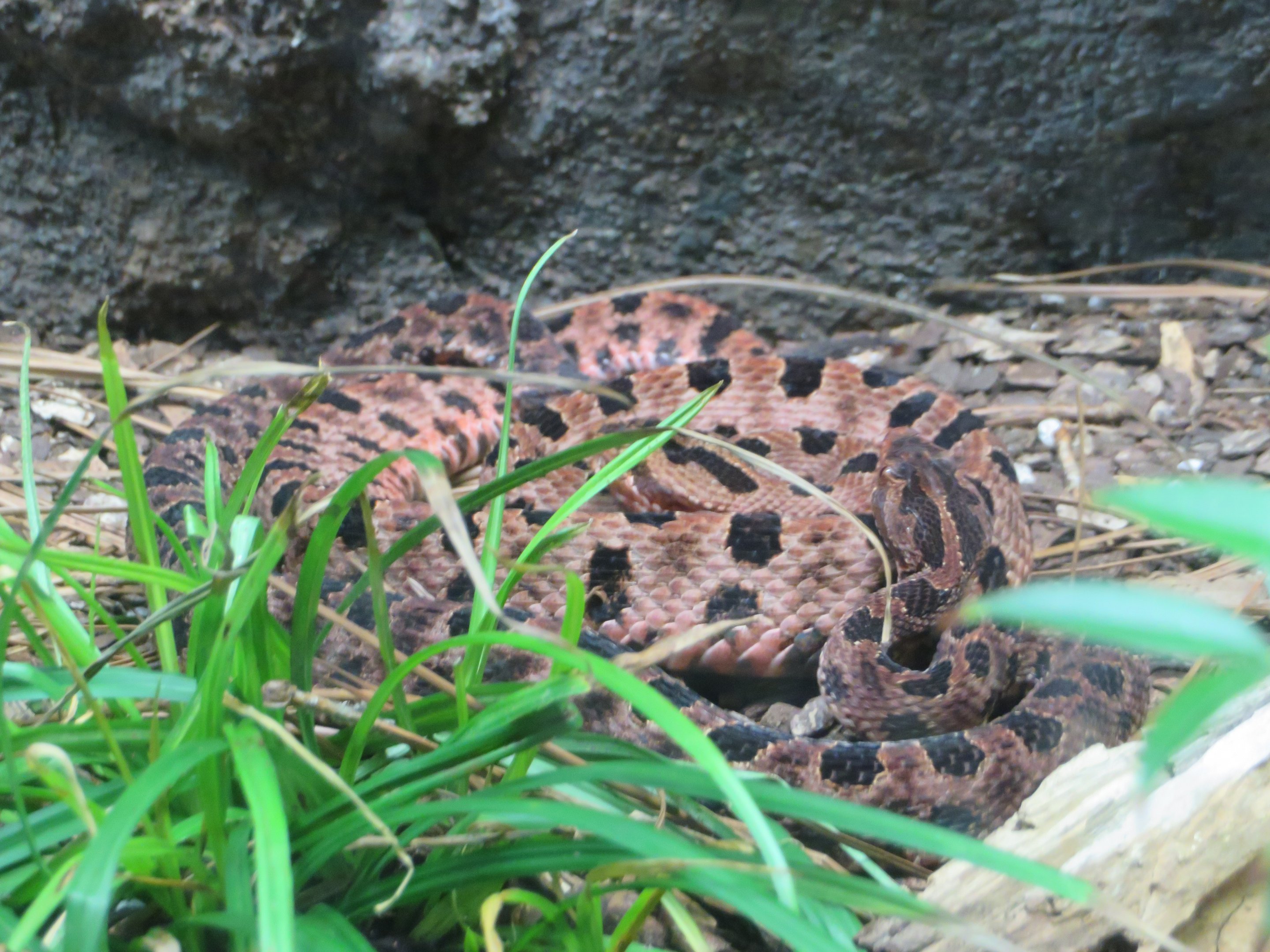 Carolina Pygmy Rattlesnake