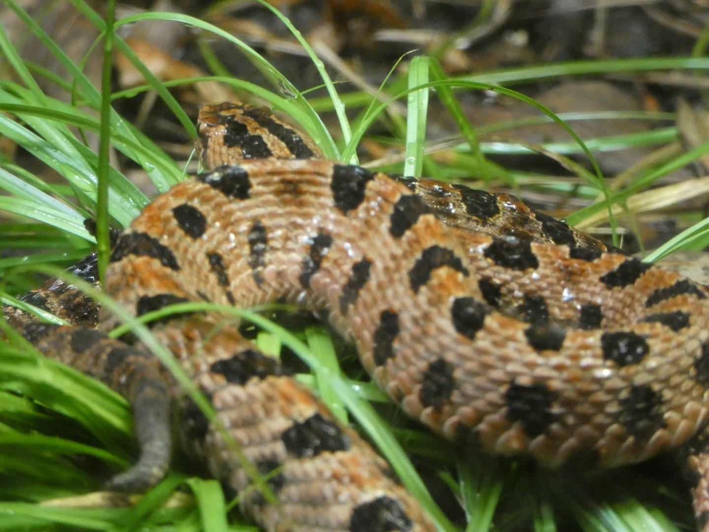 Carolina Pygmy Rattlesnake