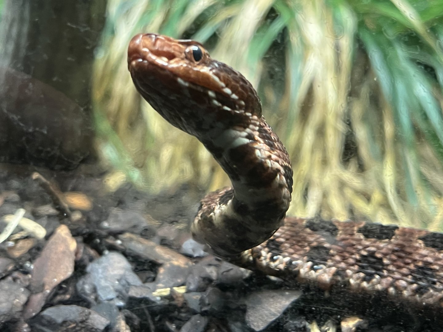 Carolina Pygmy Rattlesnake