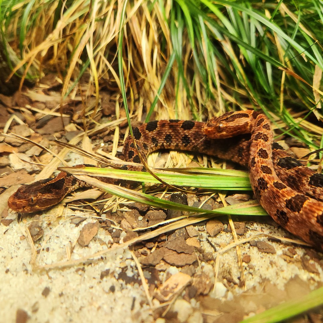 Carolina Pygmy Rattlesnakes (Sistrurus miliarius miliarius)