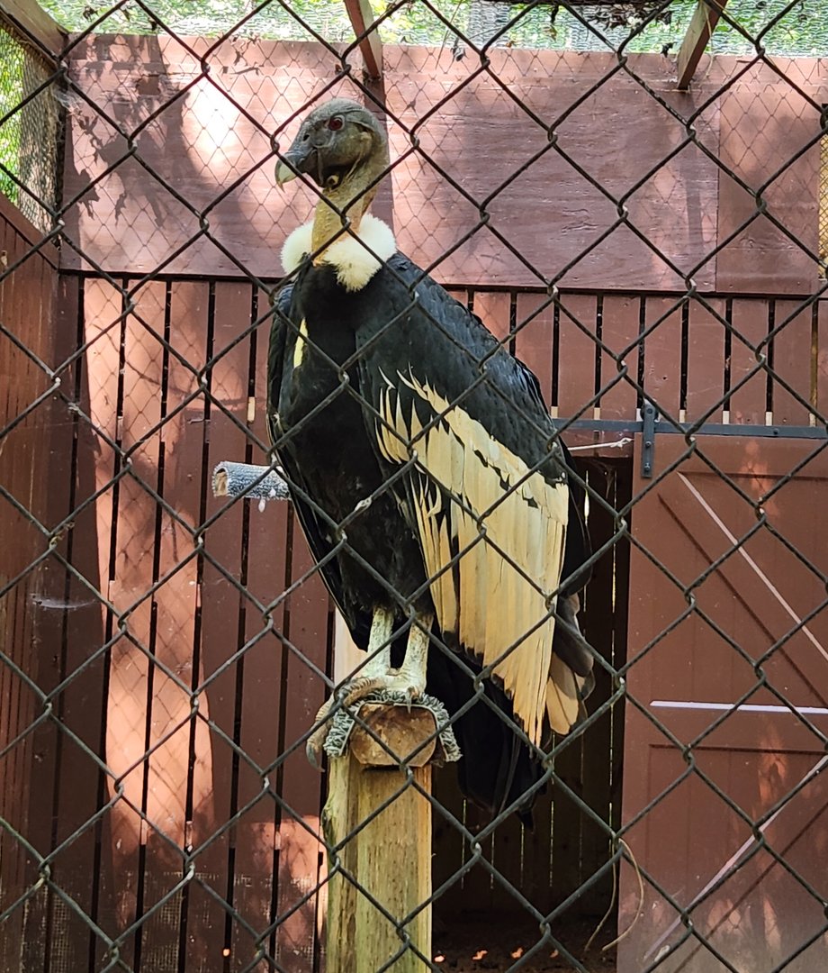 Carolina Raptor Center - Andean Condor