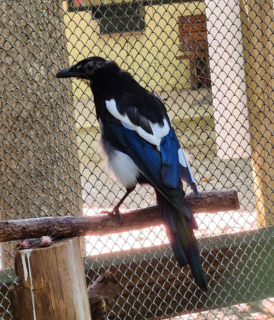 Carolina Raptor Center - Black-billed Magpie