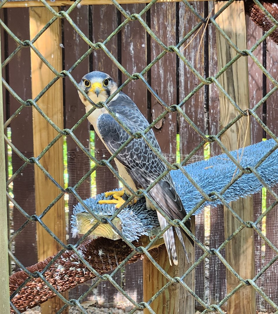 Carolina Raptor Center - Lanner Falcon