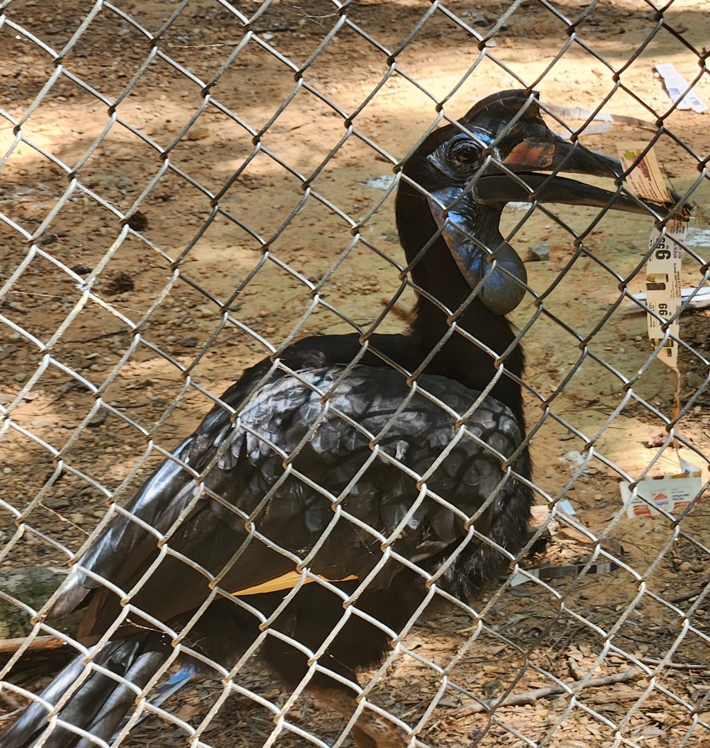 Carolina Raptor Center - Northern Ground Hornbill