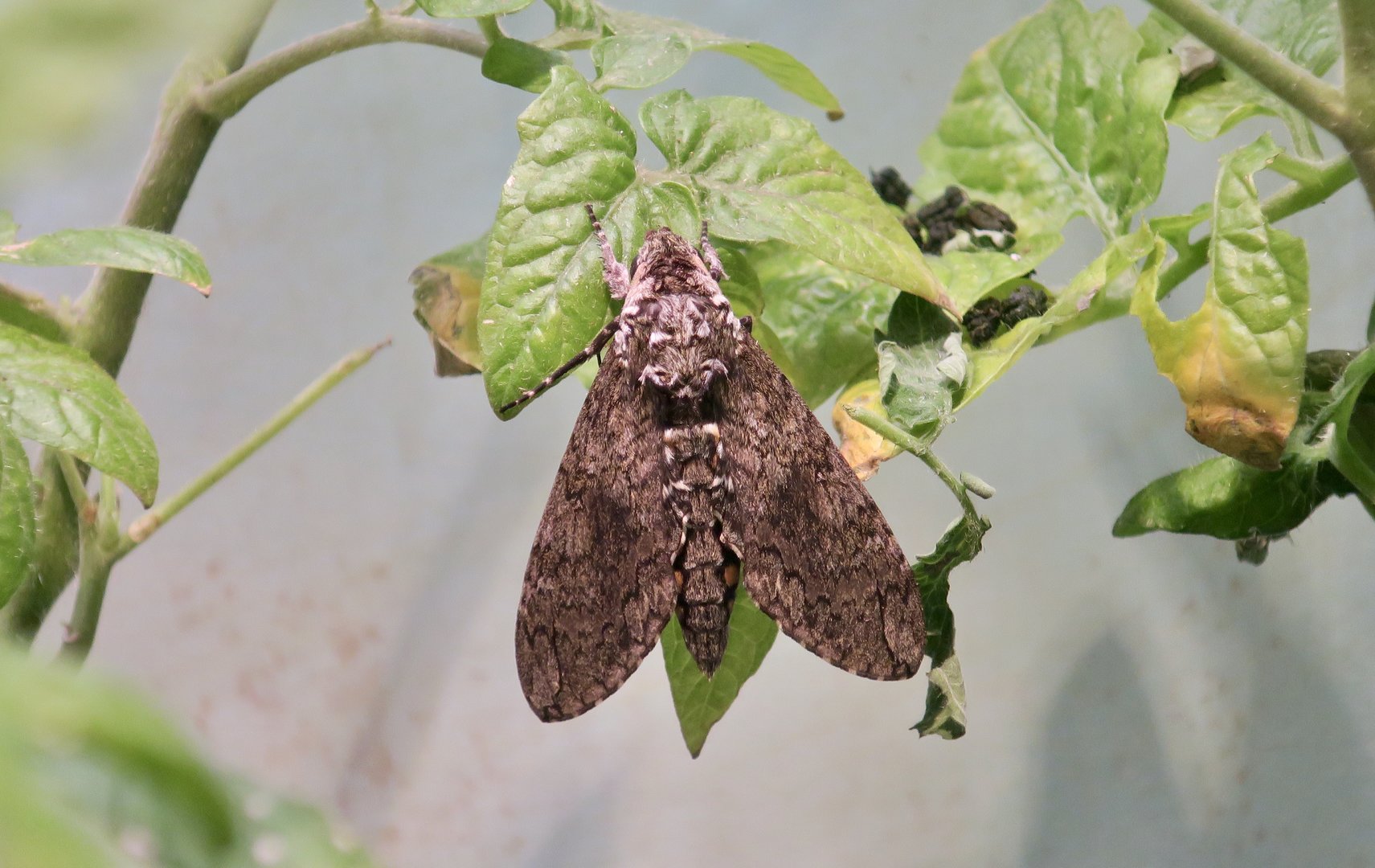 Carolina Sphinx Moth (Manduca sexta)