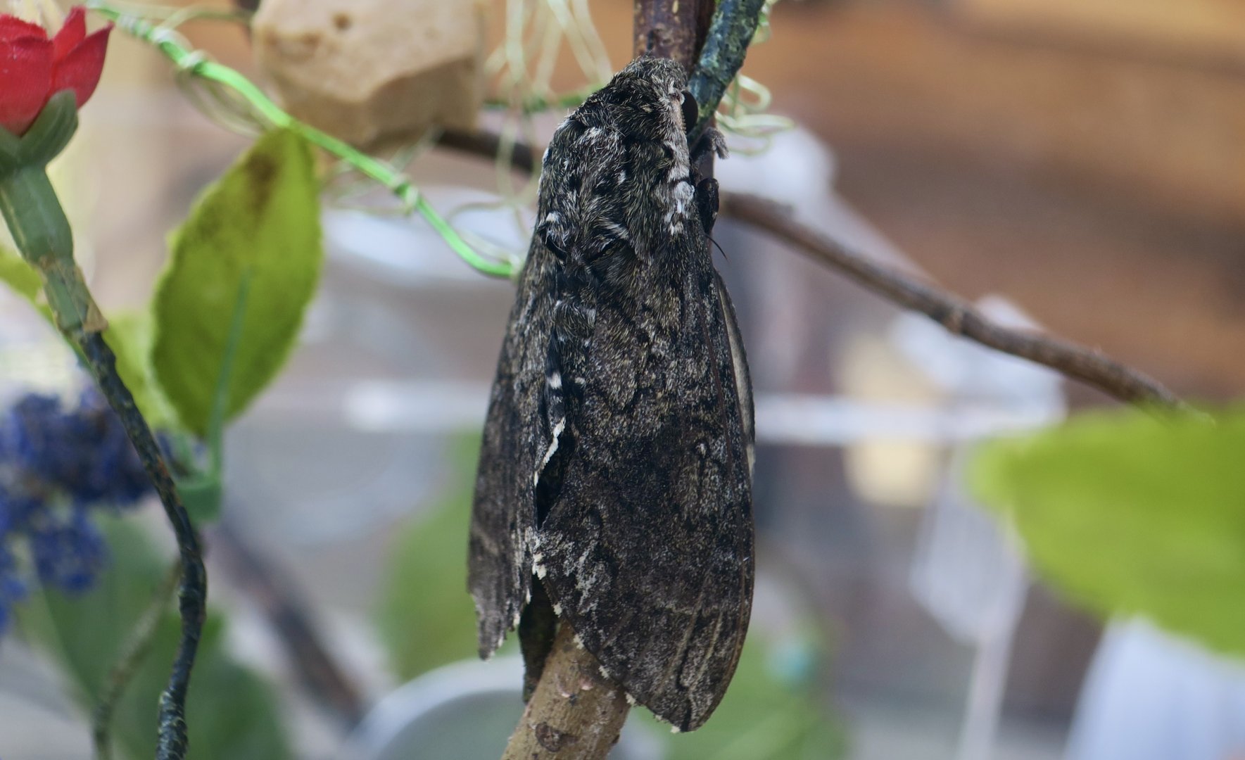 Carolina Sphinx Moth (Manduca sexta)