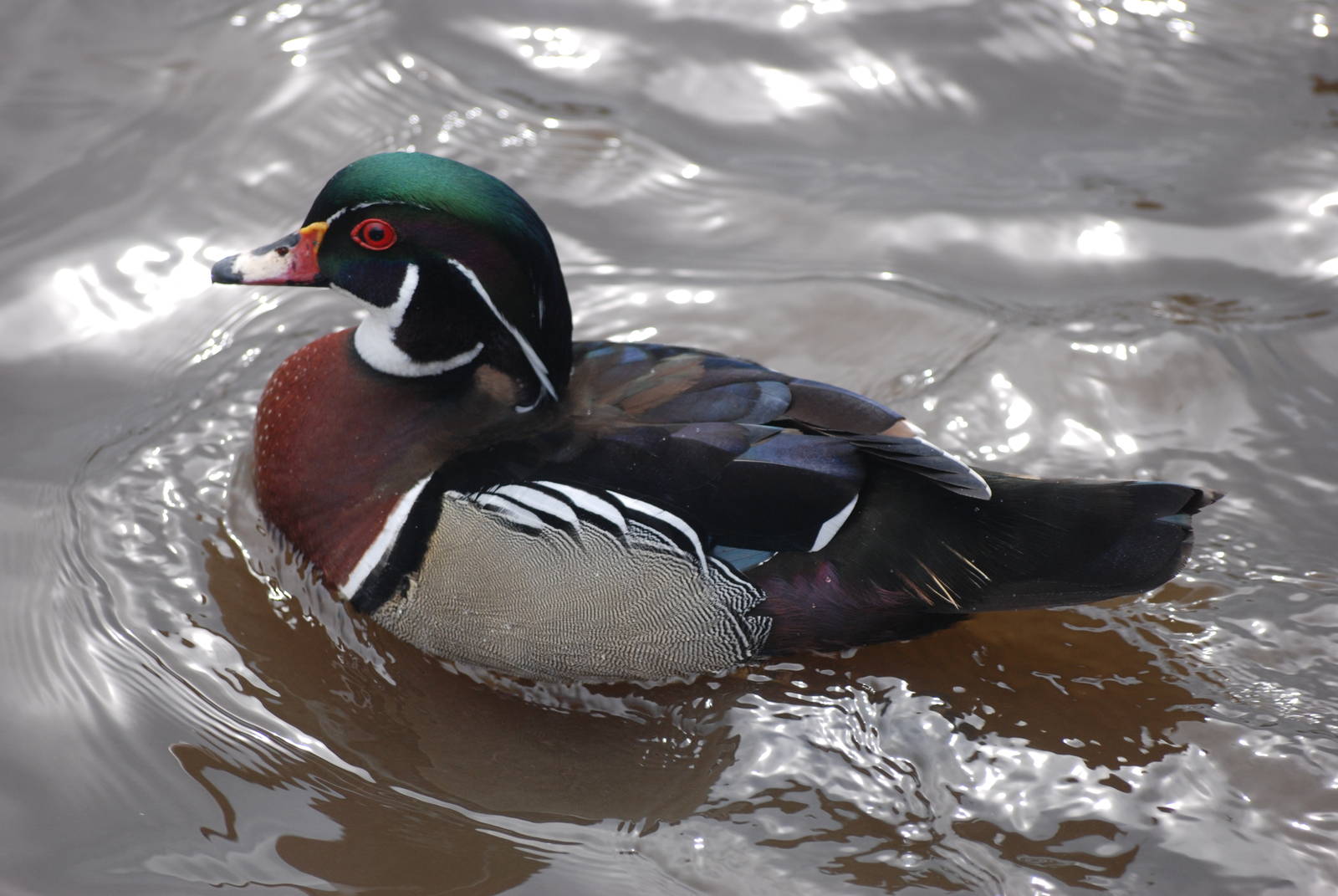 Carolina Wood Duck at Blackbrook, 22/04/12