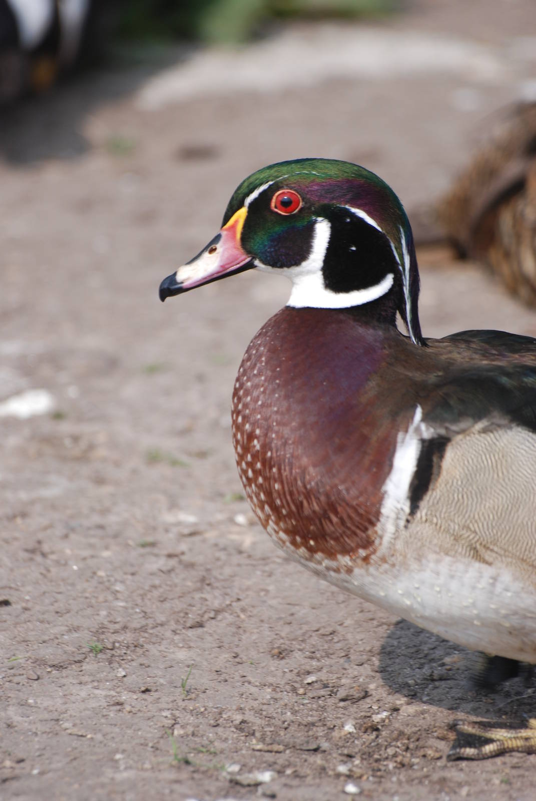 Carolina Wood Duck at Blackbrook 29/04/11