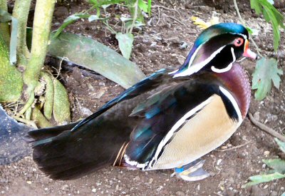 Carolina Wood Duck at Tropical Butterfly House