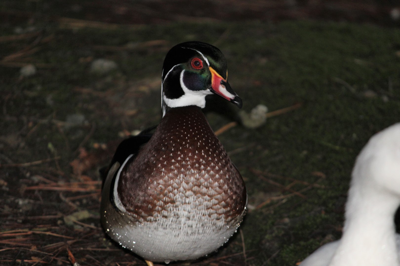 Carolina Wood Duck drake