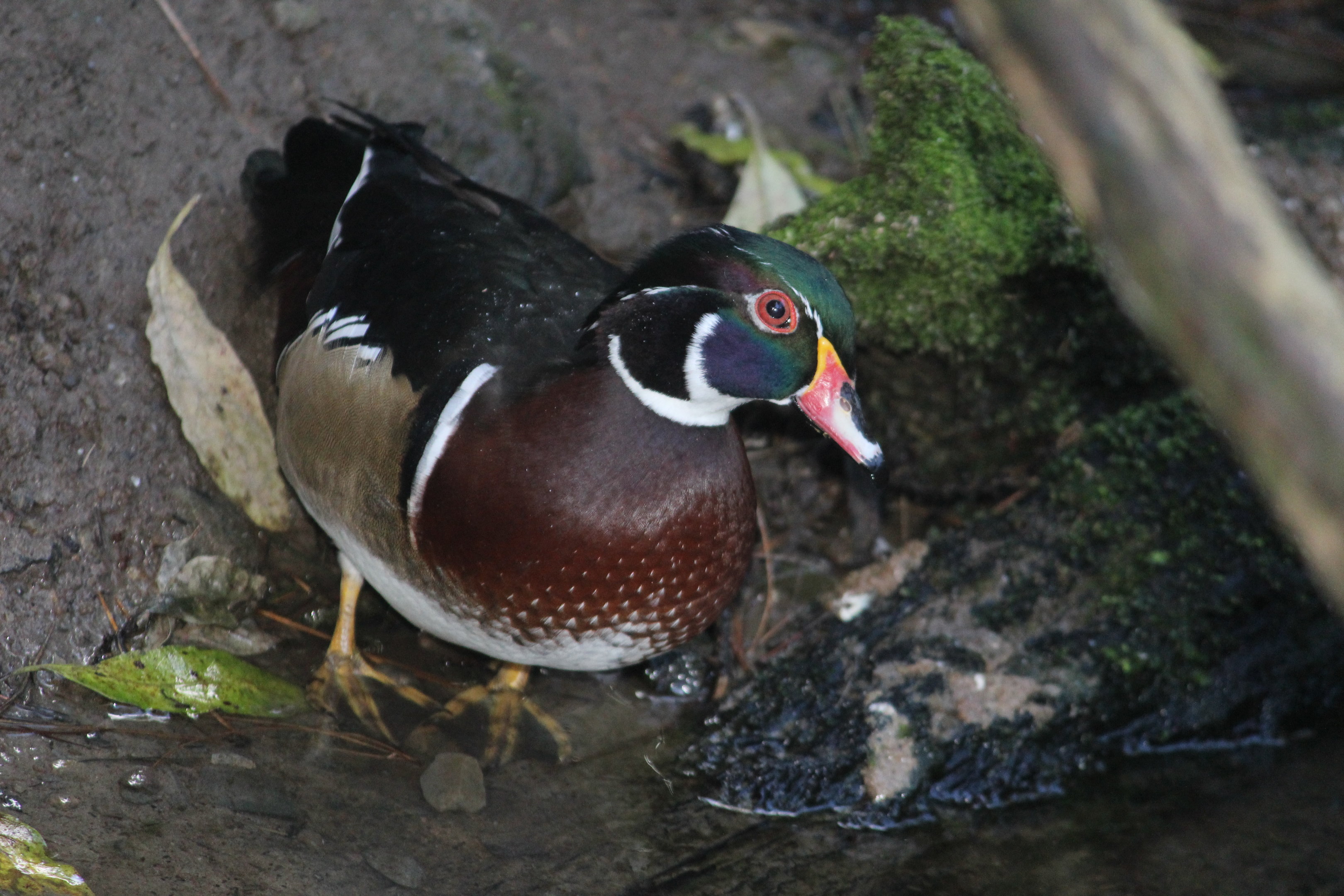 Carolina Wood Duck drake