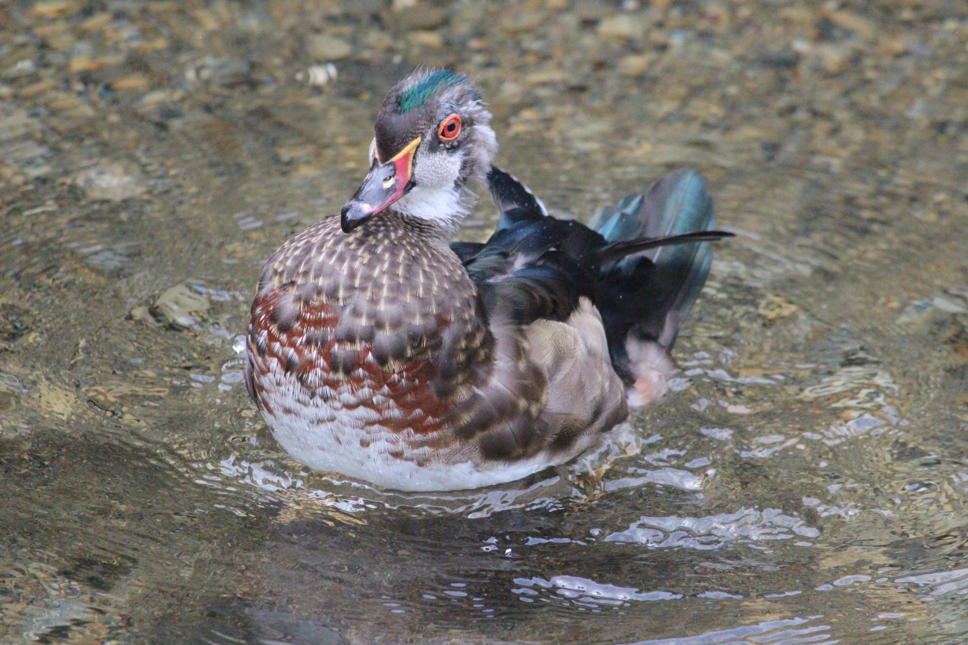 Carolina Wood Duck drake