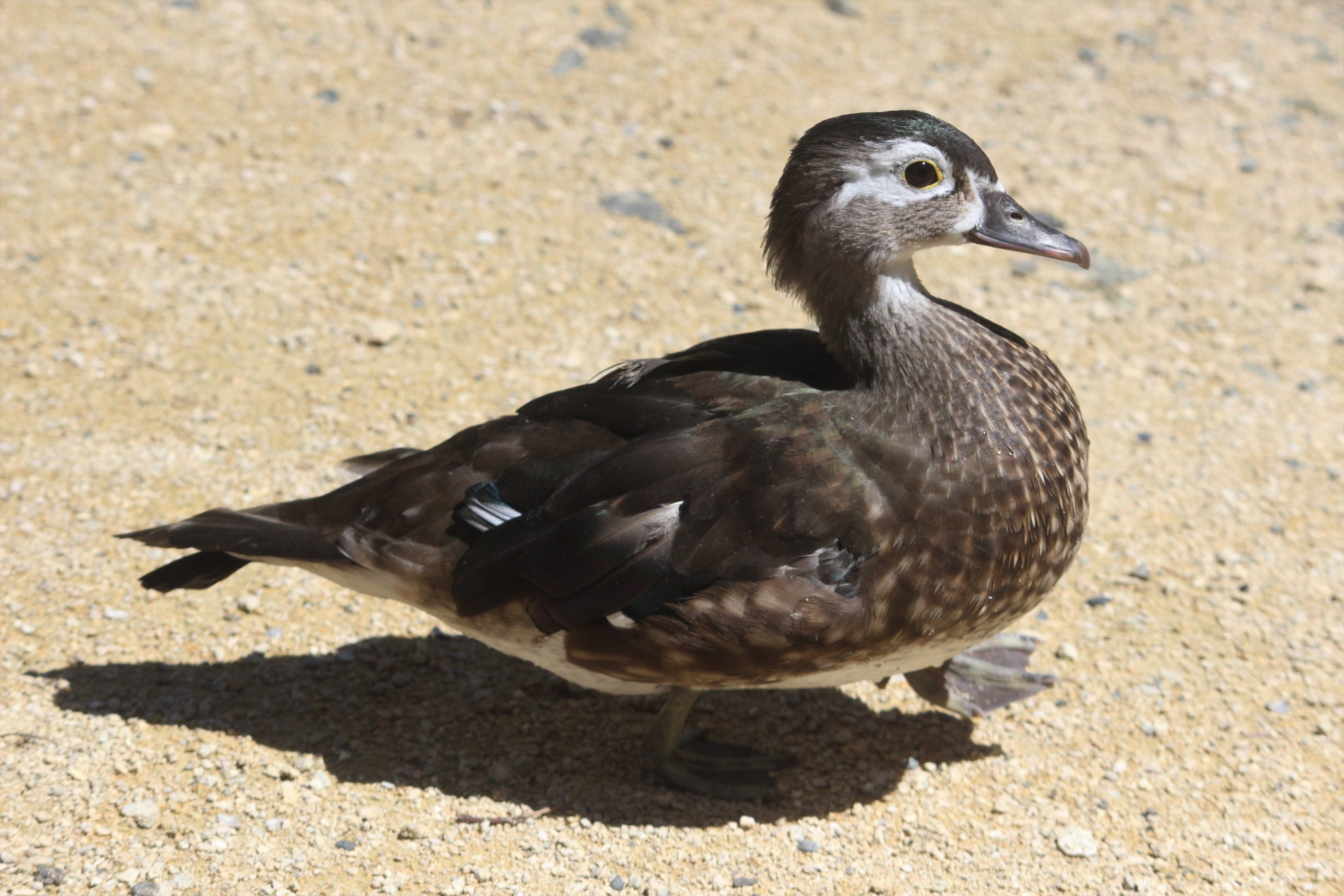 Carolina Wood Duck female