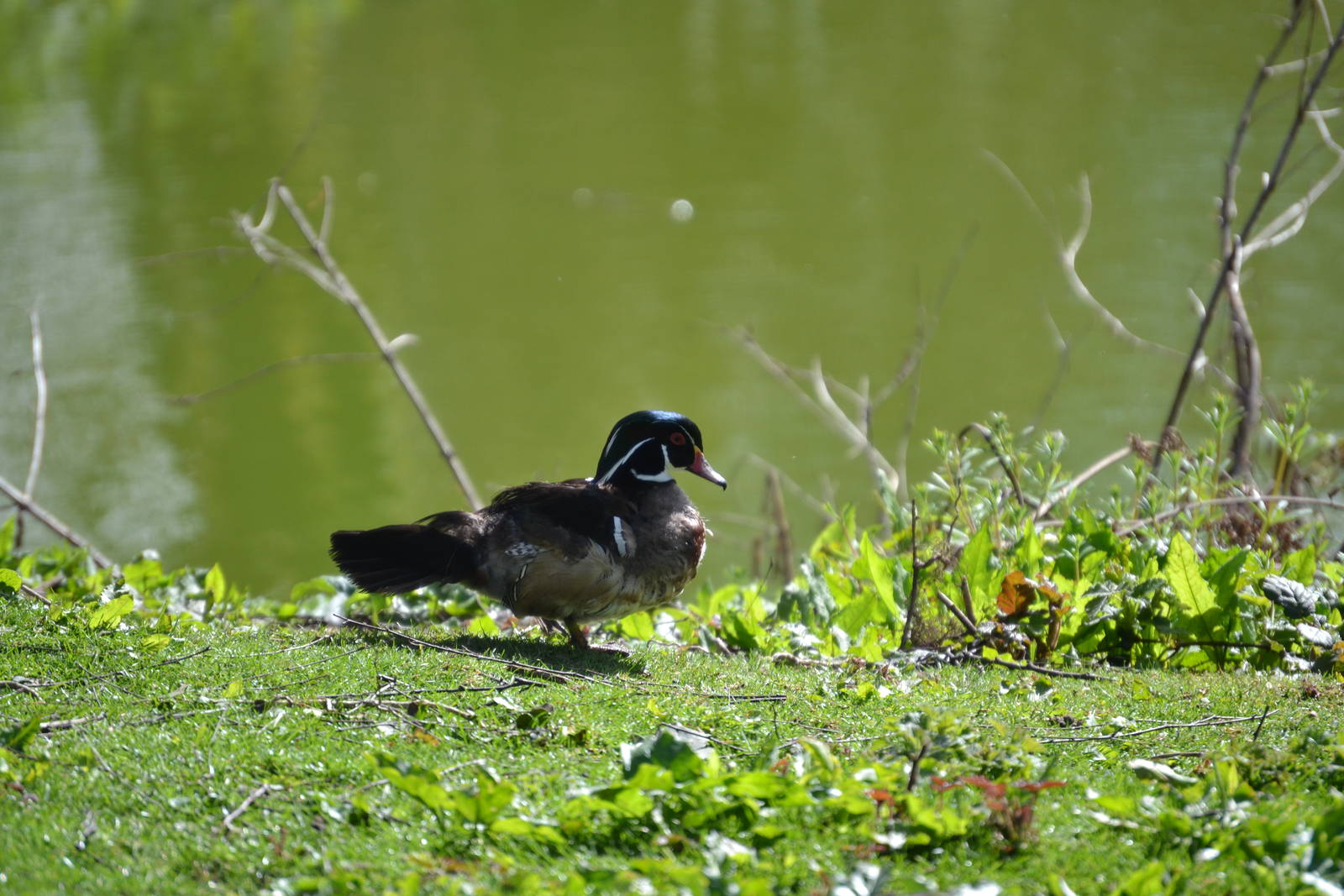 Carolina wood duck