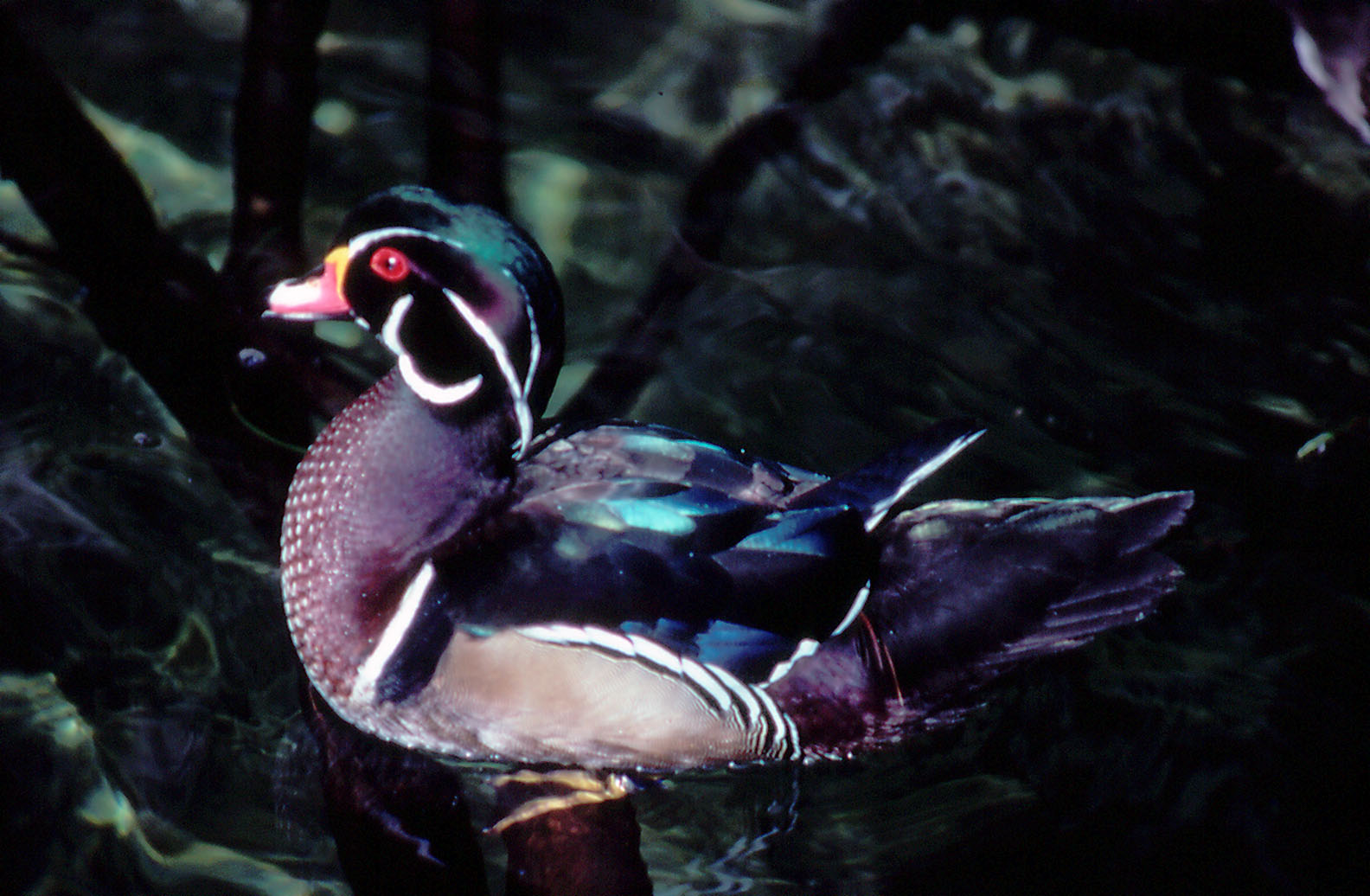 Carolina Wood Duck