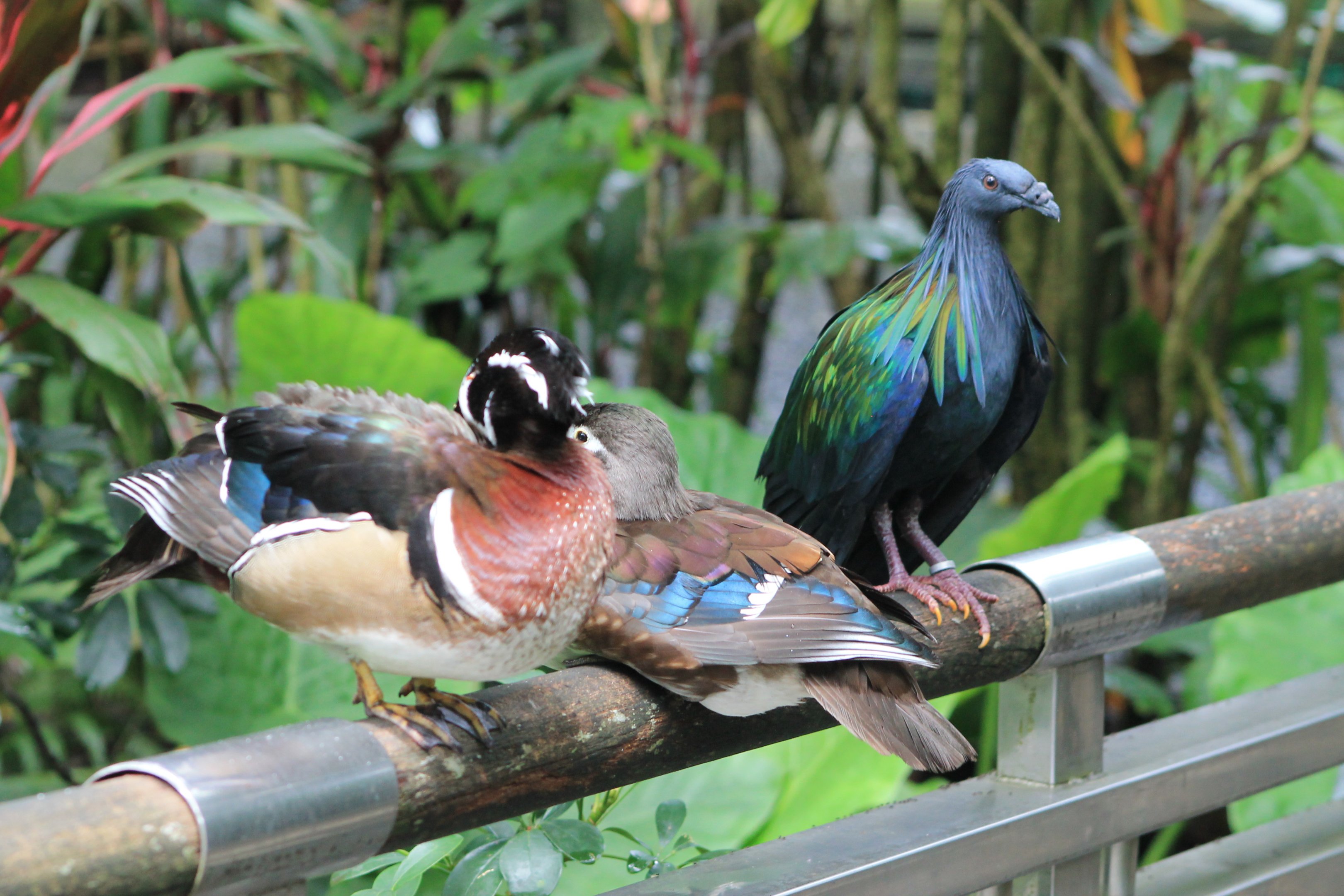 Carolina Wood Ducks and Nicobar Pigeon