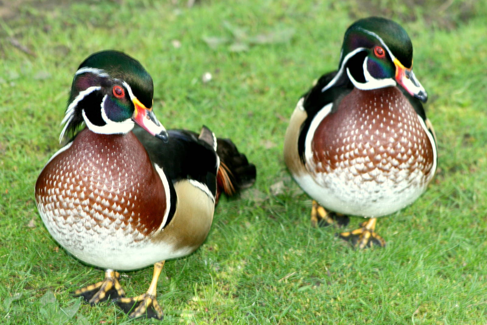 Carolina wood ducks; Barn Elms; 25th April 2011