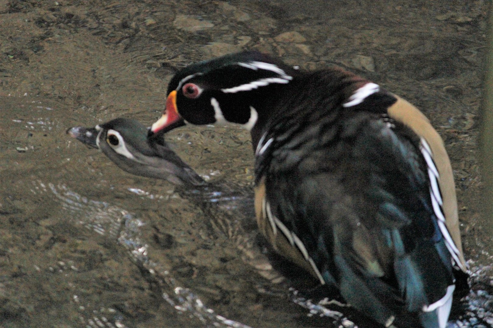 Carolina Wood Ducks mating