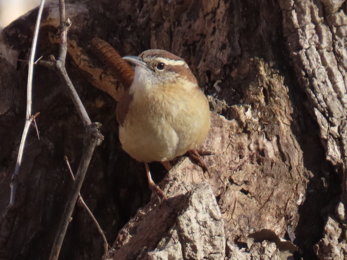 Carolina Wren (Thryothorus ludovicianus)
