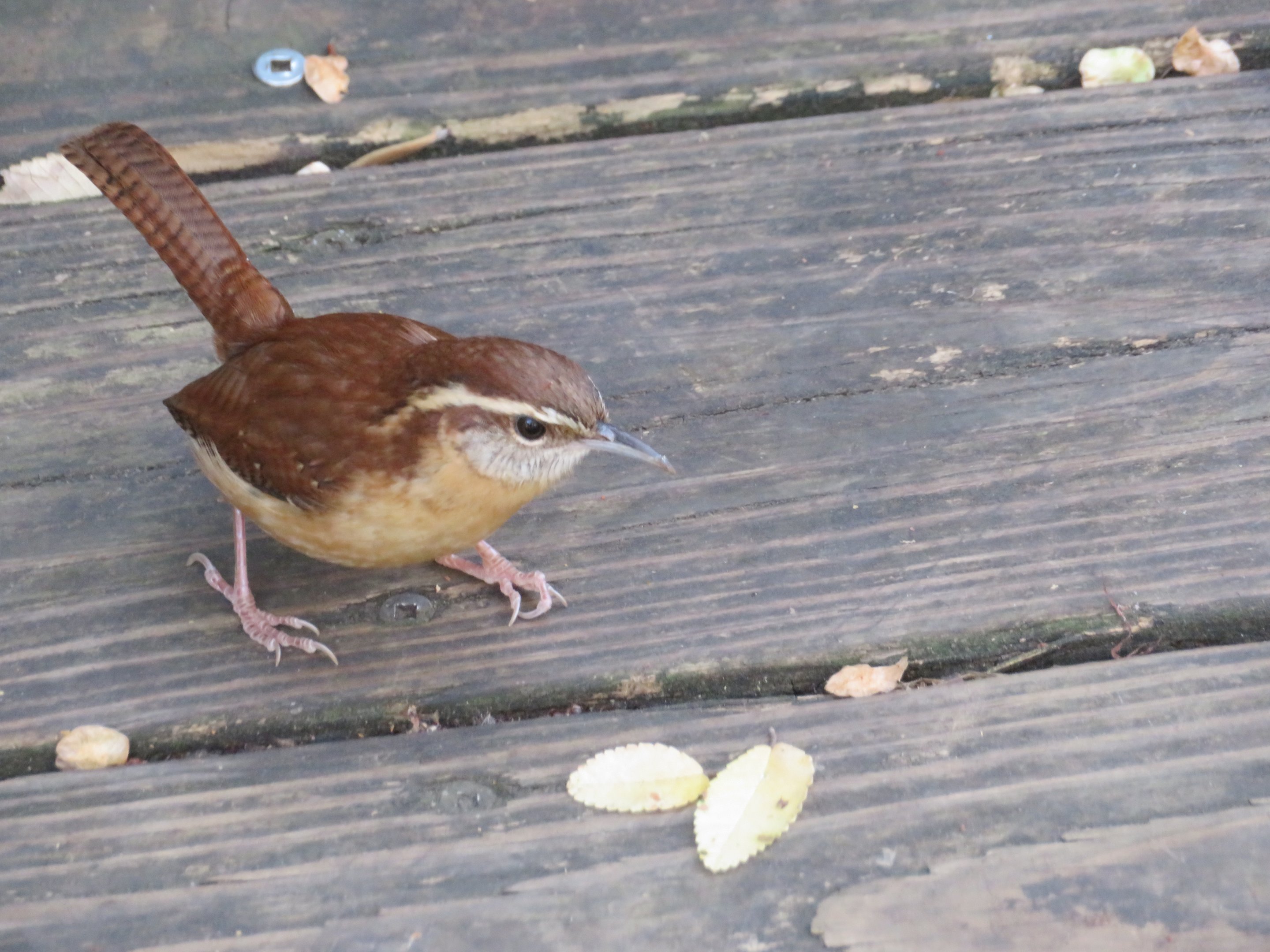 Carolina Wren (Wild)