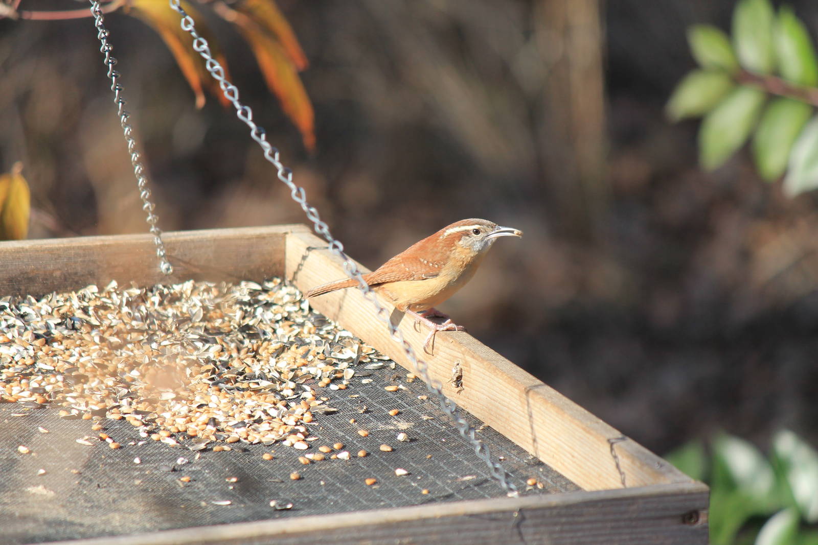 Carolina Wren