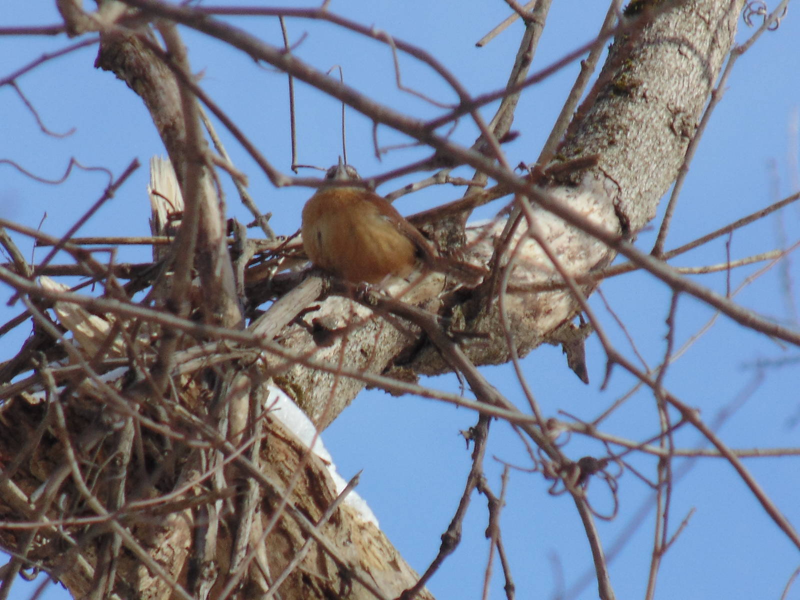 Carolina Wren