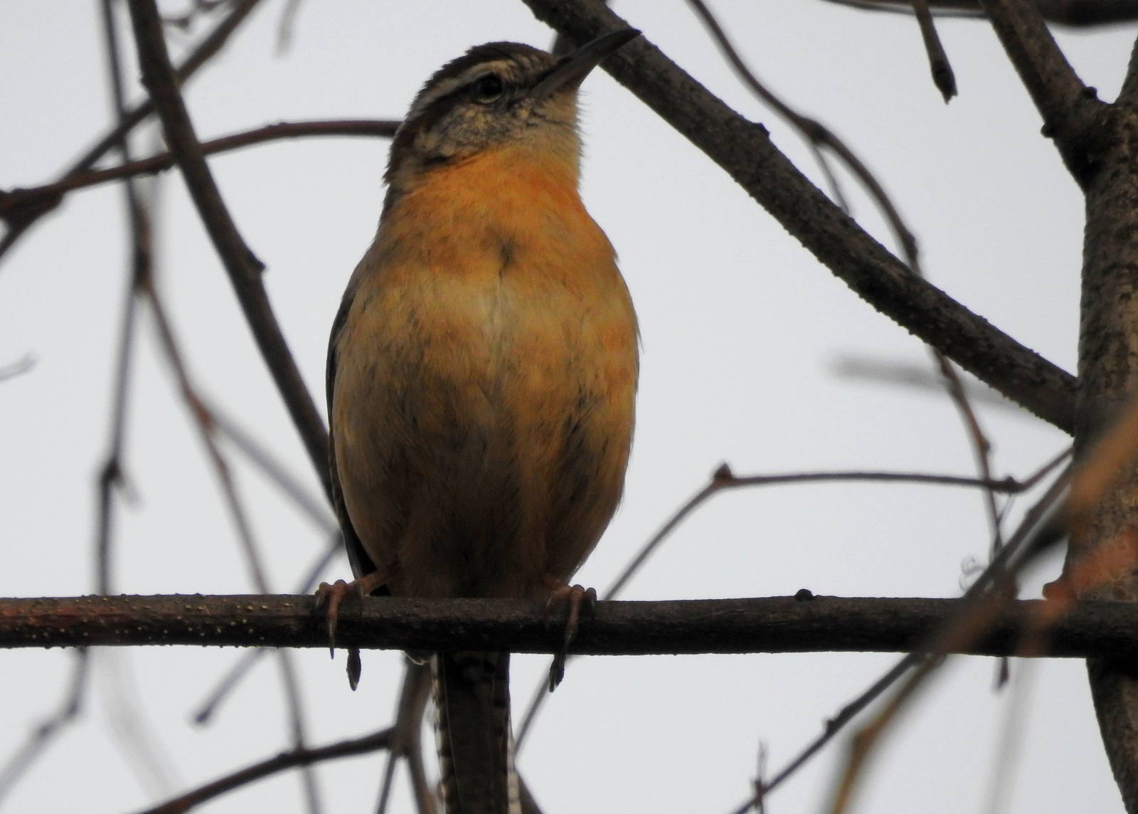 Carolina Wren