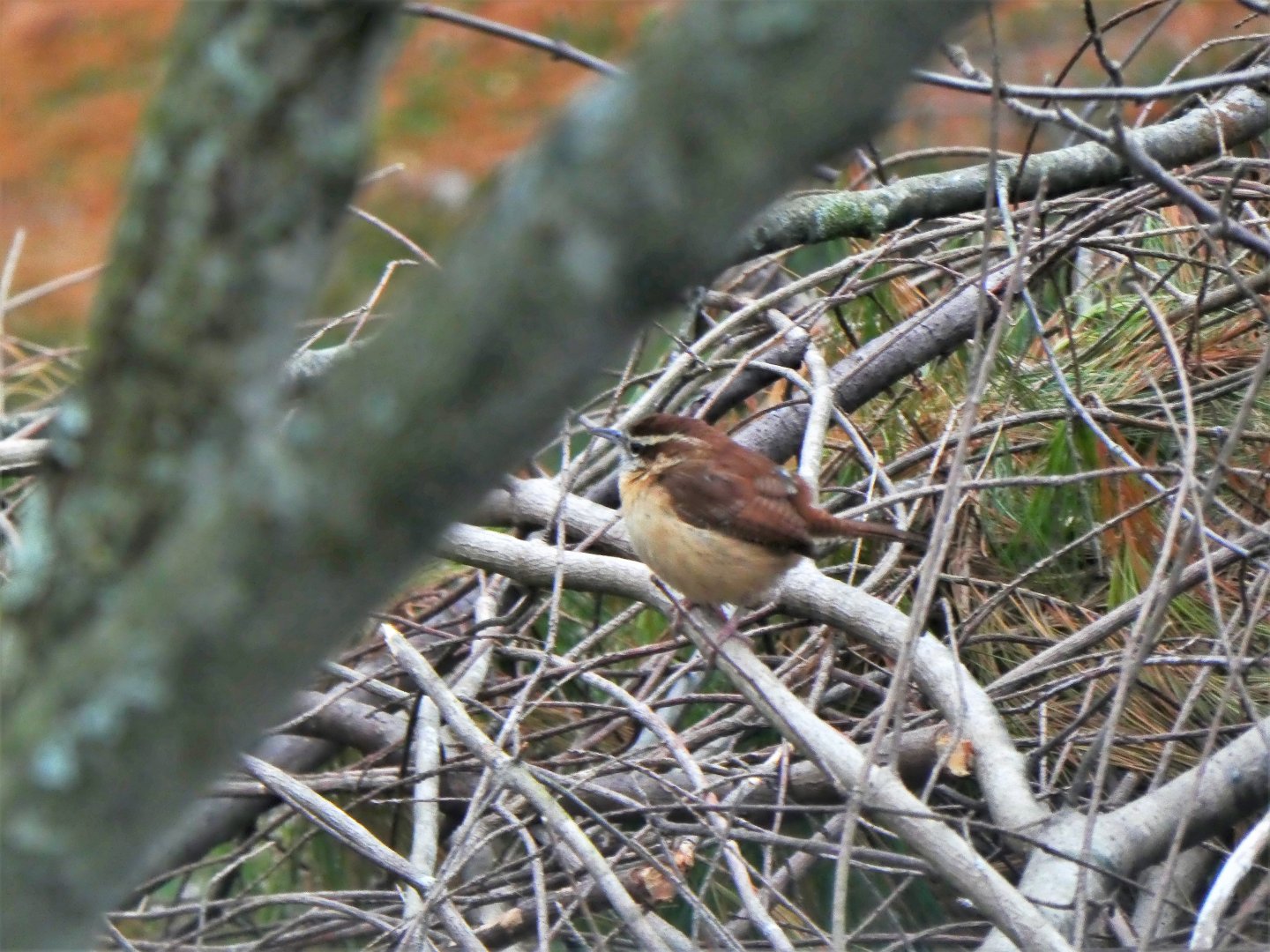 Carolina Wren