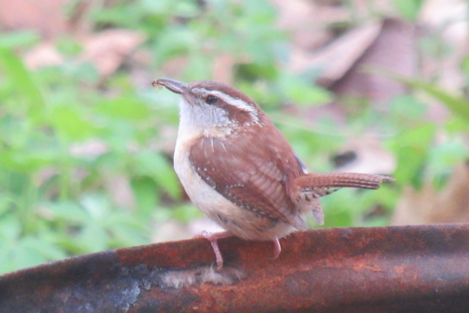 Carolina wren