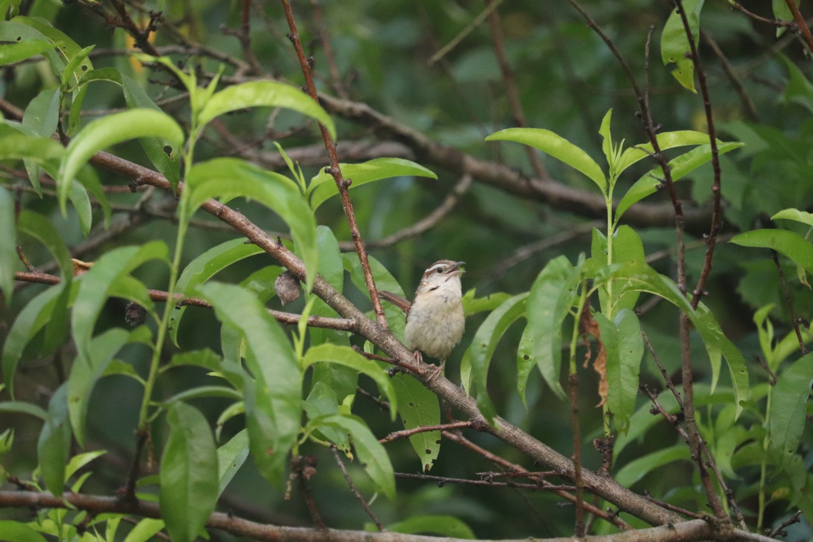 Carolina Wren