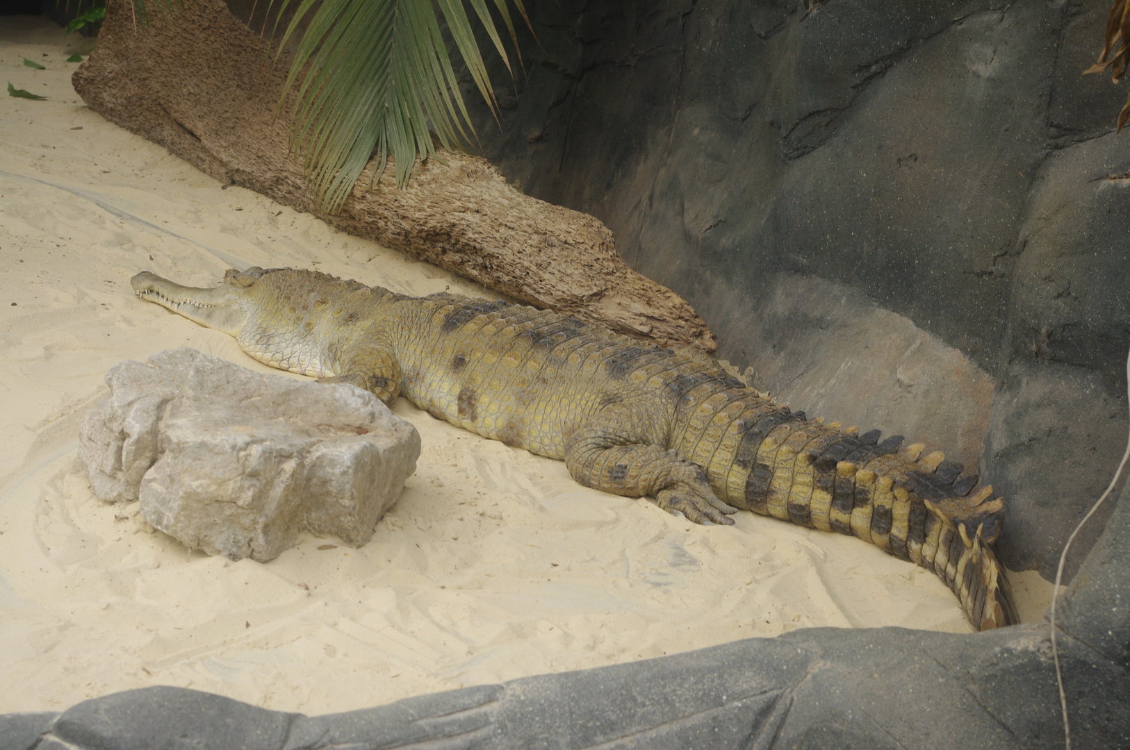 Caroline- Slender snouted Crocodile- Chimpanzee Lookout- 2/6/2023