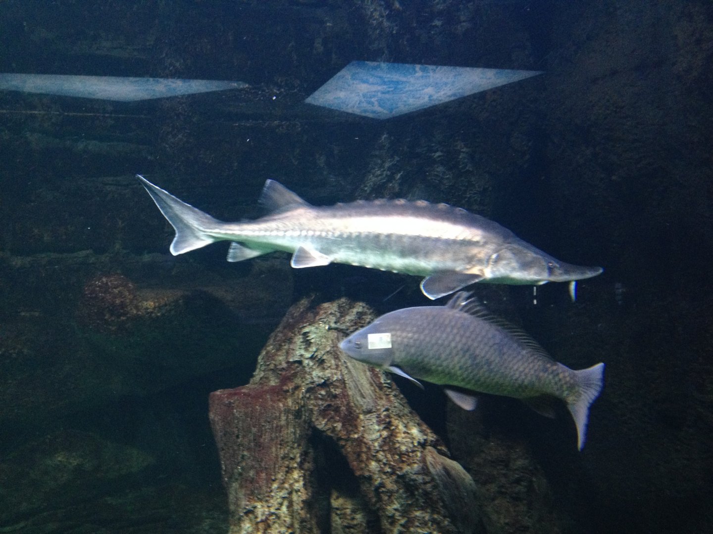 Carp and sturgeon