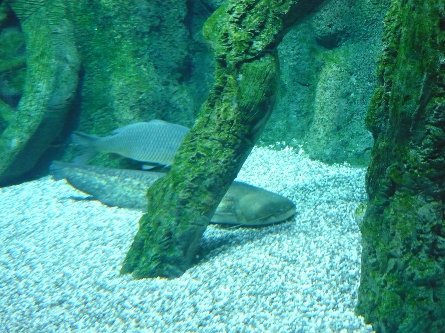 Carp and Wels catfish