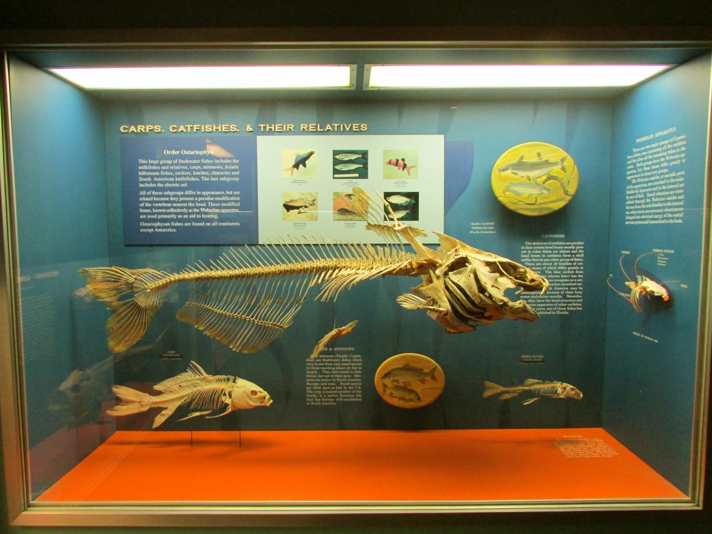 Carp & Catfish Skeletons