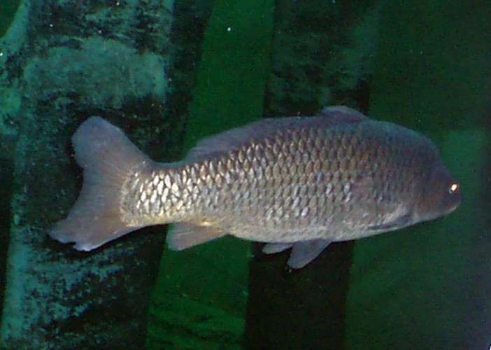 Carp (Cyprinus carpio)