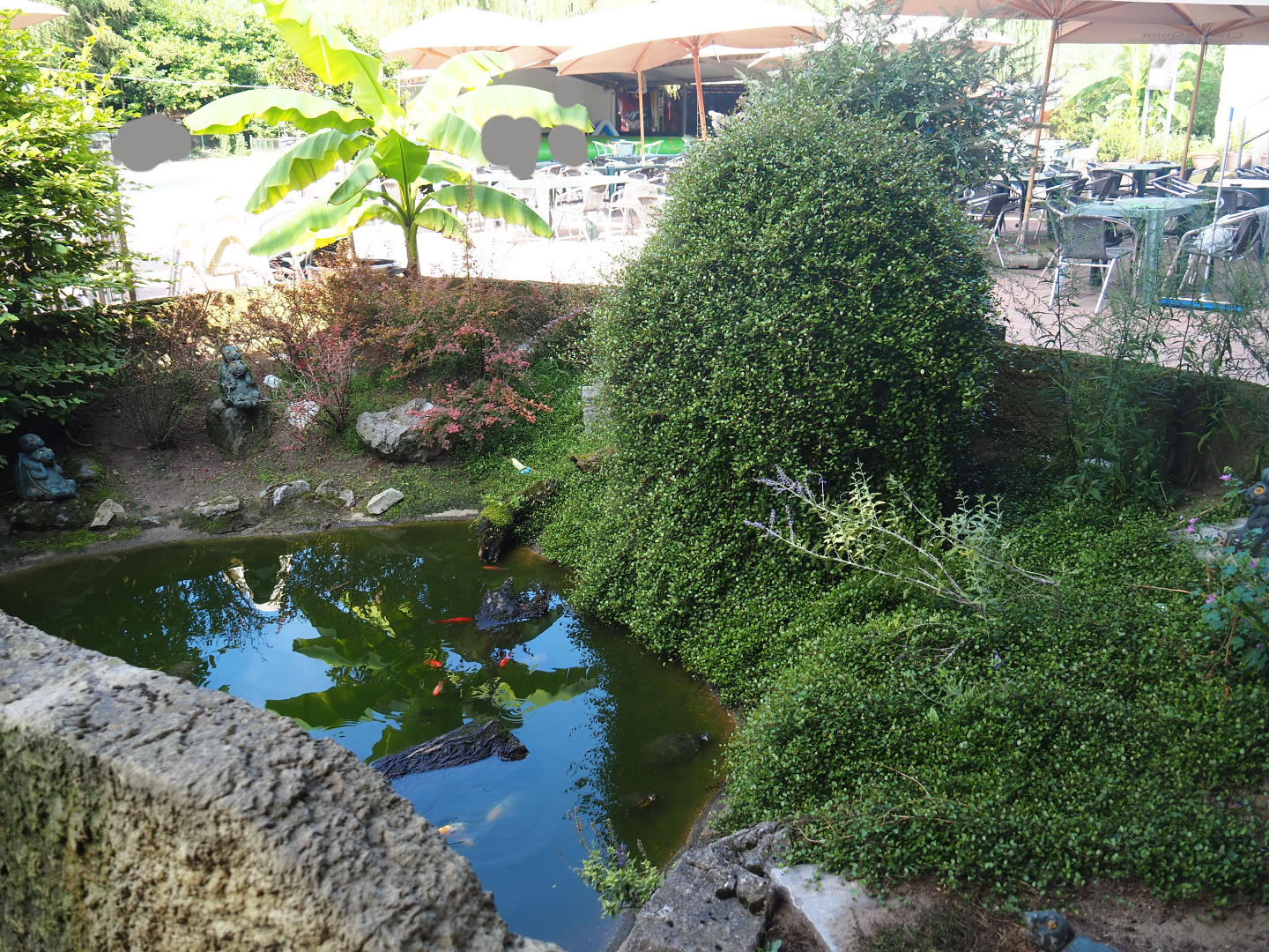 Carp, Goldfish, Koi and Turtle pond near the restaurant, 2019-08-04